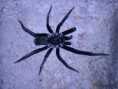 /album/arachnida/kukulcania-arizonica-jpg/